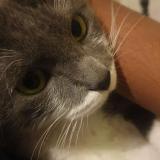 Foto del gato perdido en Colombes