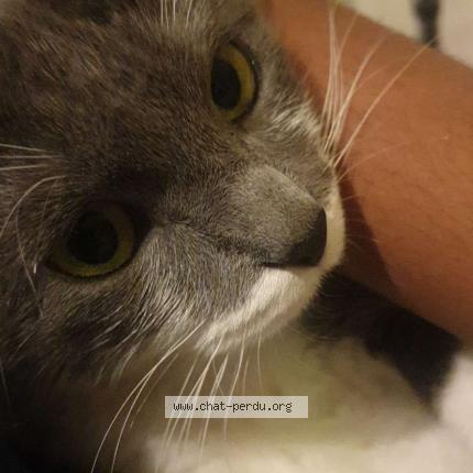 Foto 1/1 Minou Chat perdido en Colombes