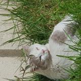 Foto de gato encontrado en Hornaing