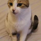 Foto del gato perdido en Marseille 05