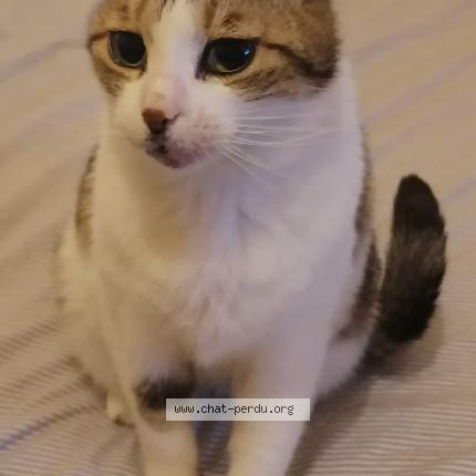 Foto 1/1 daysie Chat perdido en Marseille 05