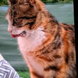 Foto del gato perdido en Sennecey Le Grand