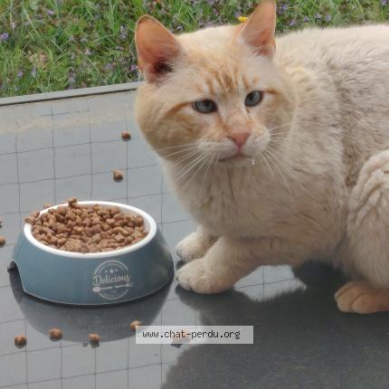 Foto 1/1 Gato encontrado Encontrado en Faches thumesnil