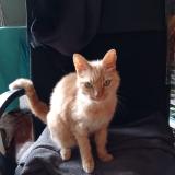 Foto del gato perdido en Bourgoin Jallieu