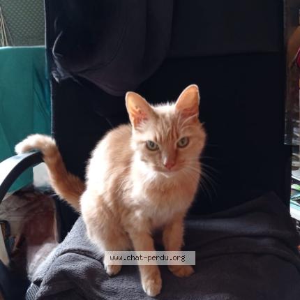 Foto 1/1 Mimi Chat perdido en Bourgoin jallieu