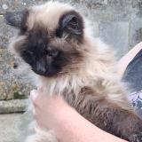 Foto de gato encontrado en Villeneuve