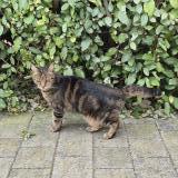 Foto de gato encontrado en Clarensac