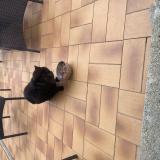 Foto de gato encontrado en Saint Gratien