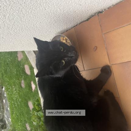 Foto 1/3 Gato encontrado Encontrado en Saint gratien