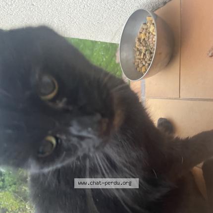 Foto 3/3 Gato encontrado Encontrado en Saint gratien