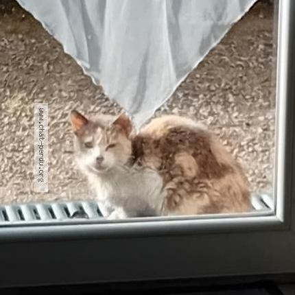 Foto 1/1 Gato encontrado Encontrado en Tarbes