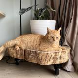 Foto del gato perdido en Lagorce