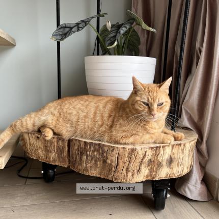 Foto 1/1 DEXTER Chat perdido en Lagorce