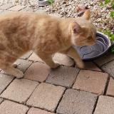 Foto de gato encontrado en Avesnes Chaussoy