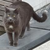 Foto del gato perdido en Montreuil