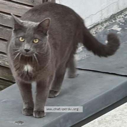 Foto 1/1 Zoro Chat perdido en Montreuil