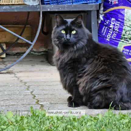 Foto 2/2 Chippie Chat perdido en Saint gervais les bains