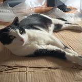 Foto del gato perdido en Mirebeau Sur Beze