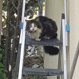 Foto de gato encontrado en Blagnac