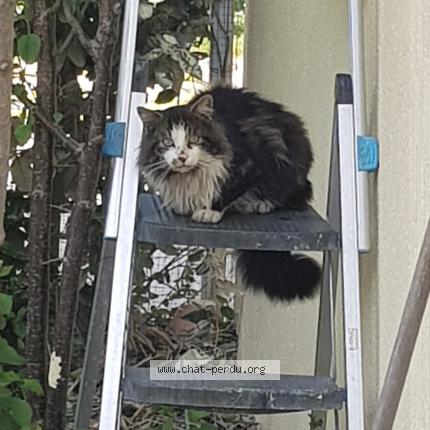 Foto 1/2 Gato encontrado Encontrado en Blagnac