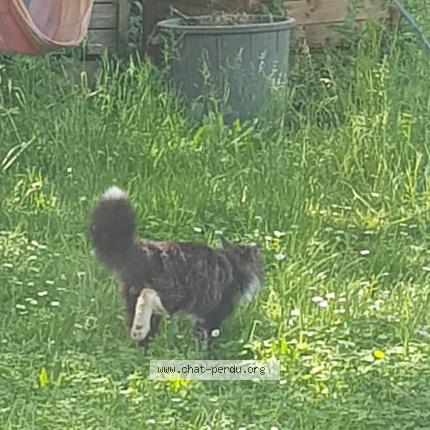 Foto 2/2 Gato encontrado Encontrado en Blagnac