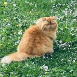 Foto del gato perdido en Thann