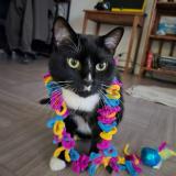 Foto del gato perdido en Saint Mande