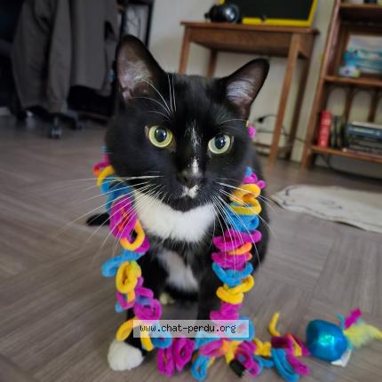 Foto 1/1 Mortymer Chat perdido en Saint mande