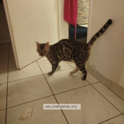 Foto 1/1 Gato encontrado Encontrado en Blagnac