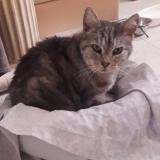 Foto de gato encontrado en La Trinite