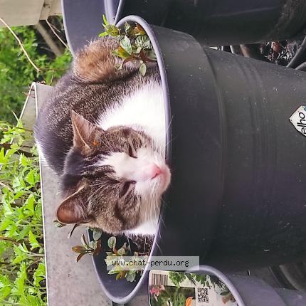 Foto 1/1 Gato encontrado Encontrado en Saint servais