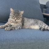 Foto del gato perdido en Millau