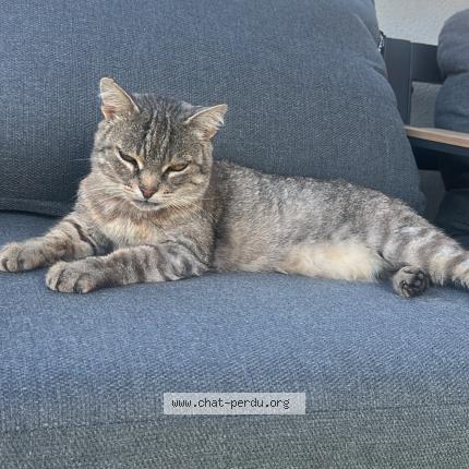 Foto 1/1 Sissy Chat perdido en Millau