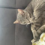 Foto de gato encontrado en Roche Lez Beaupre