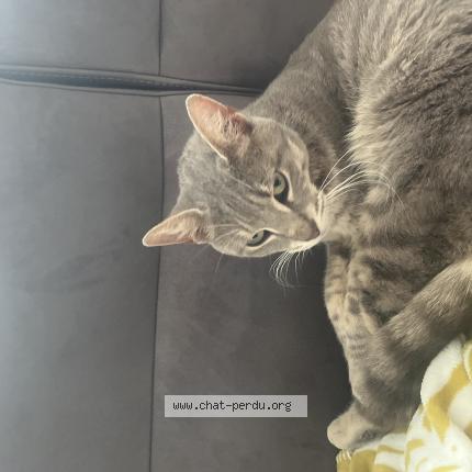 Foto 1/1 Gato encontrado Encontrado en Roche lez beaupre