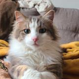 Foto del gato perdido en Vers Pont Du Gard