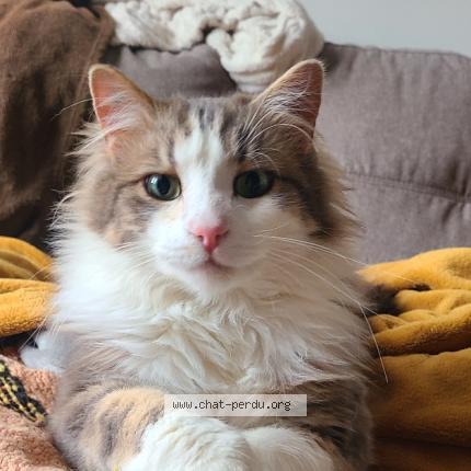 Foto 1/1 Pistache Chat perdido en Vers pont du gard