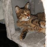 Foto del gato perdido en Peille