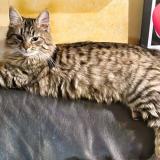 Foto del gato perdido en Les Mureaux