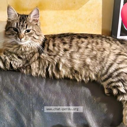 Foto 1/1 Malaga Chat perdido en Les mureaux
