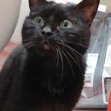 Foto de gato encontrado en Le Plessis Bouchard