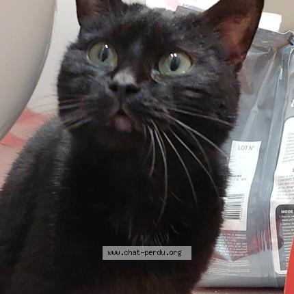 Foto 1/1 Gato encontrado Encontrado en Le plessis bouchard