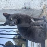 Foto del gato perdido en La Roquette Sur Siagne