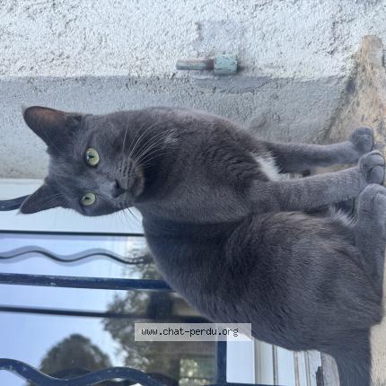 Foto 1/1 Olaf Chat perdido en La roquette sur siagne
