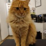 Foto del gato perdido en Montpellier