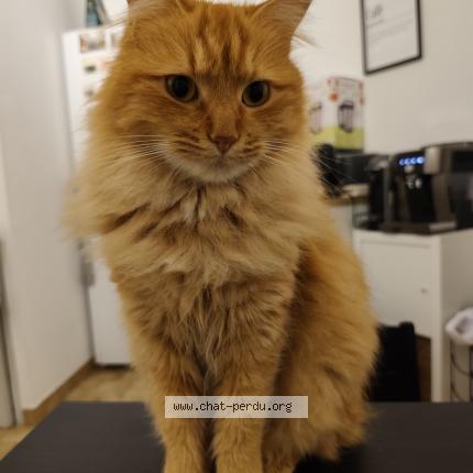 Foto 1/1 WALL-E Chat perdido en Montpellier