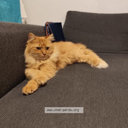 Foto 2/2 WALL-E Chat perdido en Montpellier