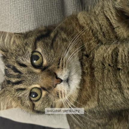 Foto 1/1 Gato encontrado Encontrado en La riche