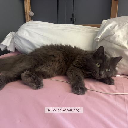 Foto 1/1 Nanapouf Chat perdido en Mitry mory