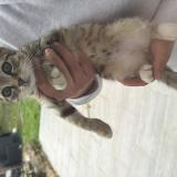 Foto de gato encontrado en Limours